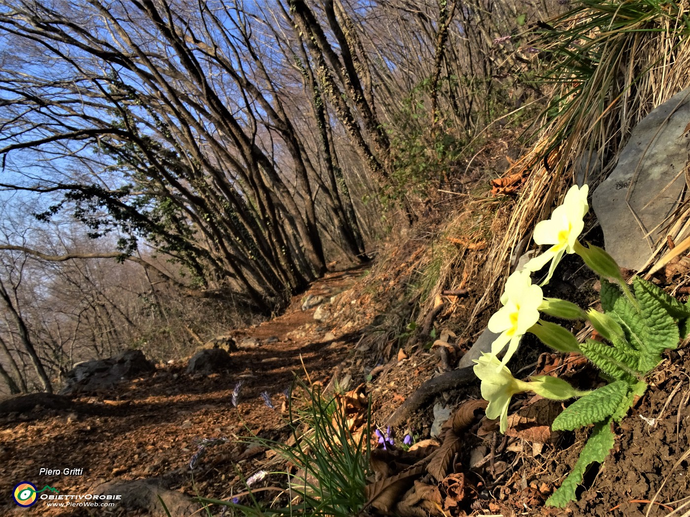 18 Festa di fiori sui sentieri al Monte Zucco - Primula vulgaris (Primula).JPG